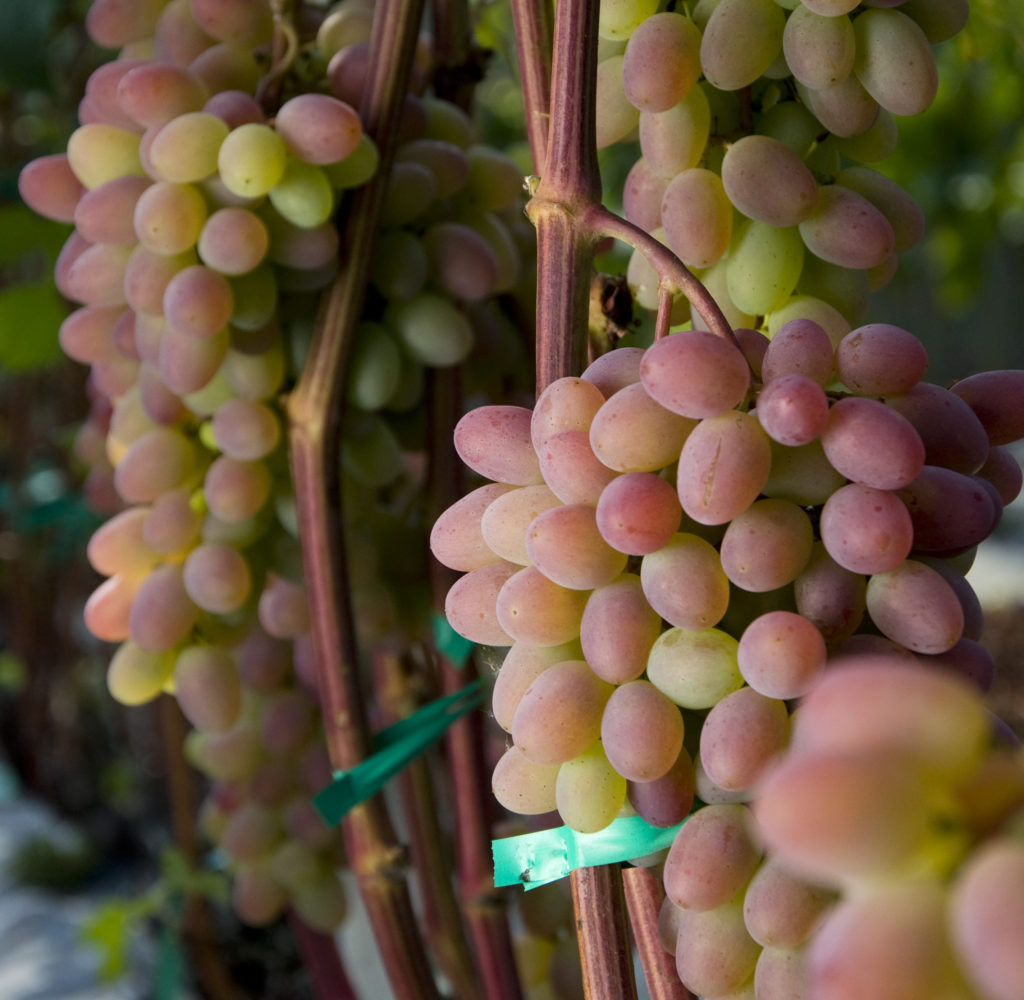Sadzonki winorośli o różowych owocach